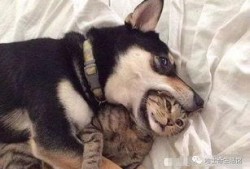 呆狗看爆料视频违法吗知乎,呆狗看爆料视频是否违法？