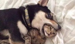 呆狗看爆料视频违法吗知乎,呆狗看爆料视频是否违法？