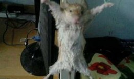 最新老鼠爆料视频大全集,视频大全集深度解析