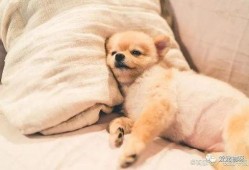 娱乐吃瓜君傻狗日常