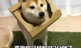 娱乐吃瓜君傻狗日常