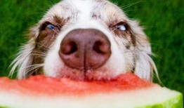 煎饼狗子吃瓜视频大全免费观看,煎饼狗子吃瓜视频大全，笑料横生，欢乐无限