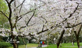 杭州樱花爆料事件视频最新,真相与争议交织