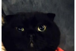 黑猫网红爆料视频大全下载,揭秘网络红人幕后真相