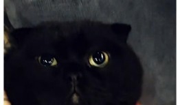 黑猫网红爆料视频大全下载,揭秘网络红人幕后真相