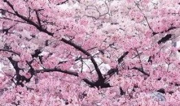 杭州樱花爆料事件视频最新,真相与争议交织