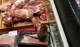 最新老鼠爆料视频大全集,视频大全集深度解析