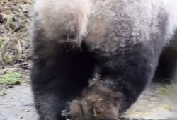 最新爆料熊猫视频,揭秘幕后真相，带你走进神秘世界