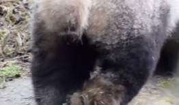 最新爆料熊猫视频,揭秘幕后真相，带你走进神秘世界