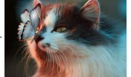 黑猫网红爆料视频大全下载,揭秘网络红人幕后真相