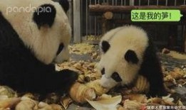 最新爆料熊猫视频,揭秘幕后真相，带你走进神秘世界