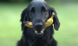 煎饼狗子吃瓜视频大全免费观看,煎饼狗子吃瓜视频大全，笑料横生，欢乐无限