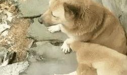 狗崽直播爆料视频大全,揭秘娱乐圈幕后真相