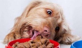 煎饼狗子吃瓜视频大全免费观看,煎饼狗子吃瓜视频大全，笑料横生，欢乐无限