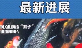 最新偷鱼爆料新闻,揭秘黑幕，渔民权益再受冲击