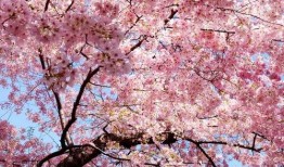 杭州樱花爆料事件视频最新,真相与争议交织