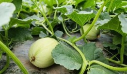 新疆网红男的吃瓜高清版,揭秘幕后真相与趣味瞬间