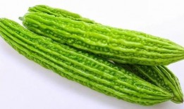 苦瓜特效爆料视频大全下载,揭秘神奇植物的多重功效