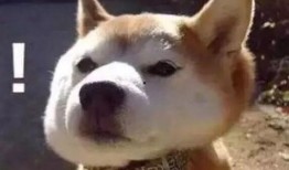 娱乐吃瓜君傻狗日常