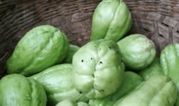 男子免费吃瓜,揭秘瓜农背后的辛酸与喜悦