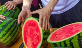 男子免费吃瓜,揭秘瓜农背后的辛酸与喜悦